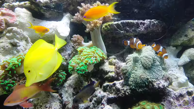 Besatz im Aquarium Riffbecken Plammer Jochen von Truthahnmann (114)