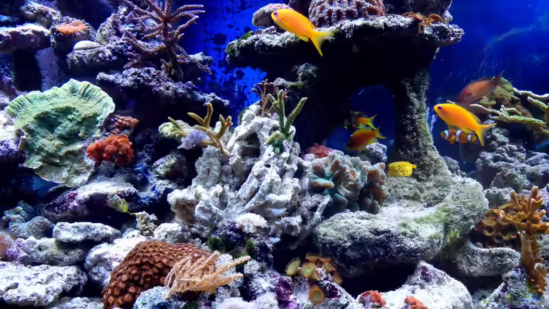 Besatz im Aquarium Riffbecken Plammer Jochen von Truthahnmann (24)