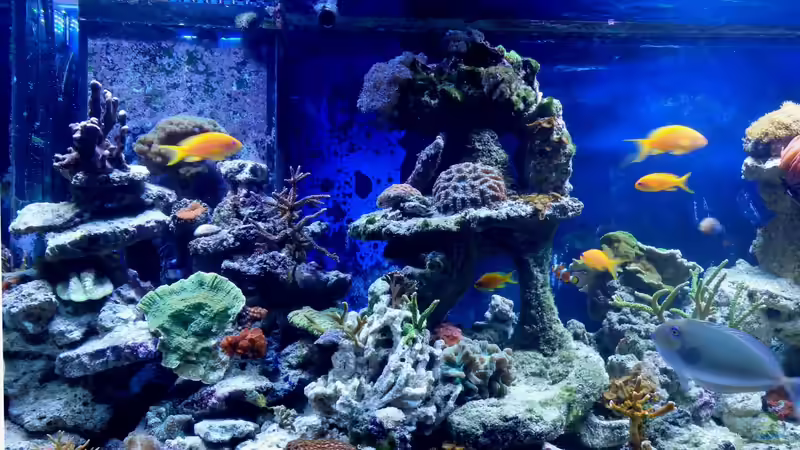 Besatz im Aquarium Riffbecken Plammer Jochen von Truthahnmann (25)