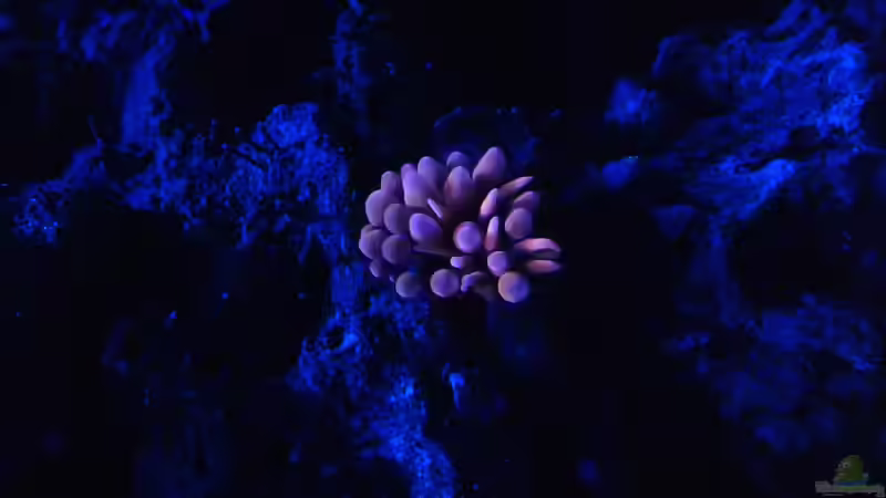 Besatz im Aquarium Riffkanten cube von Alex Knorr (13)