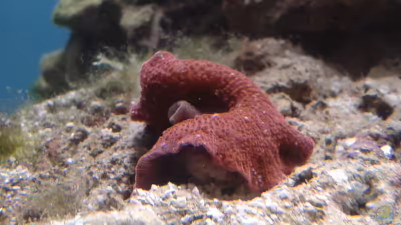 Besatz im Aquarium Riffkanten cube von Alex Knorr (14)