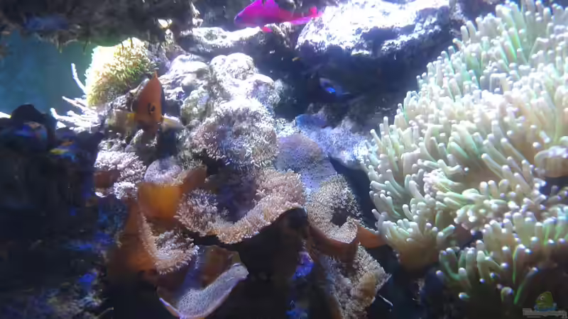 Besatz im Aquarium Riffkanten cube von Alex Knorr (15)