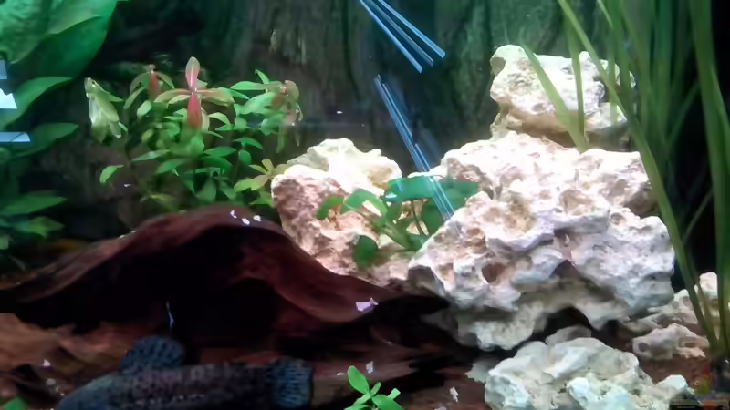 Besatz im Aquarium Rio 180 von Marcus Egeling (13)