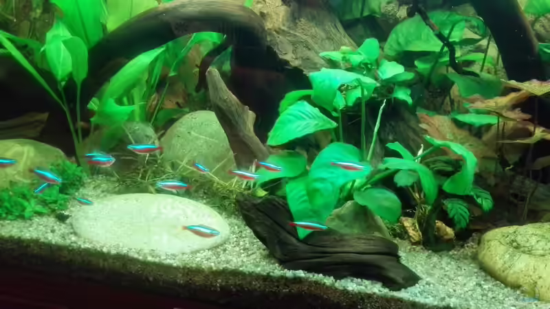 Besatz im Aquarium Rio 180 von Phil_91 (4)