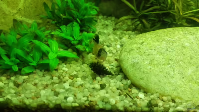 Besatz im Aquarium Rio 180 von Phil_91 (5)