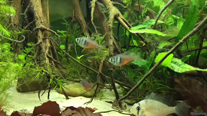 Besatz im Aquarium Rio 180 Wurzelbecken von Botia (10)