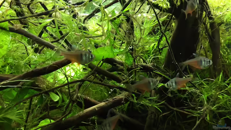 Besatz im Aquarium Rio 180 Wurzelbecken von Botia (11)