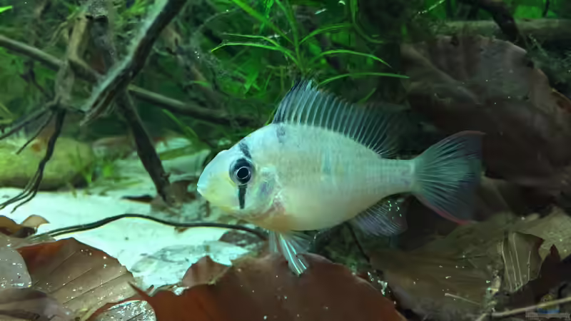 Besatz im Aquarium Rio 180 Wurzelbecken von Botia (8)