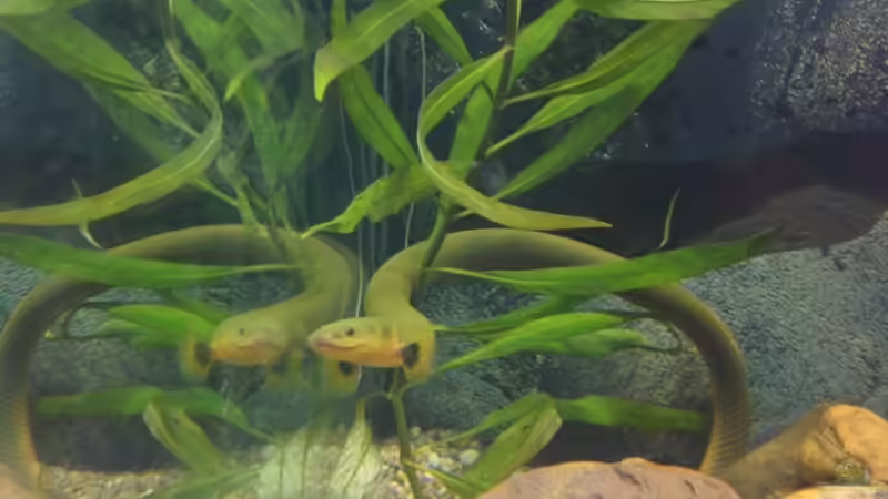 Besatz im Aquarium Rio 240 von Tanja F. (4)