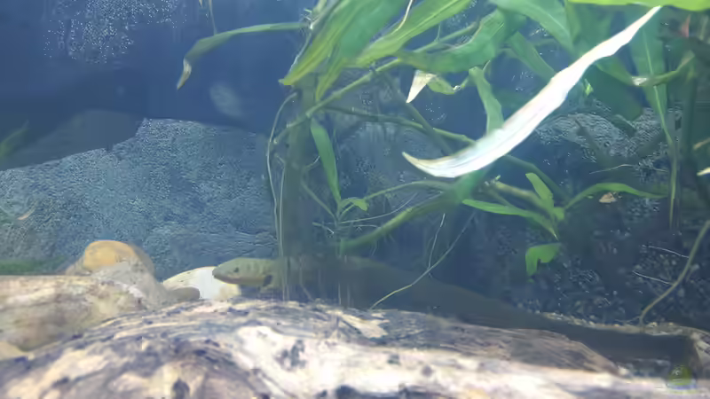 Besatz im Aquarium Rio 240 von Tanja F. (5)