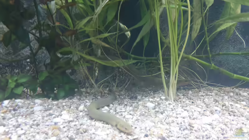 Besatz im Aquarium Rio 240 von Tanja F. (6)