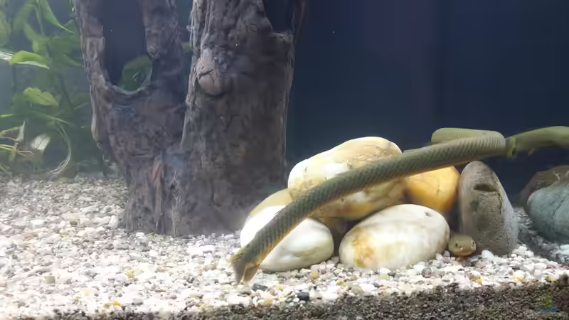 Besatz im Aquarium Rio 240 von Tanja F. (7)