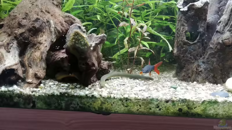 Besatz im Aquarium Rio 240 von Tanja F. (9)