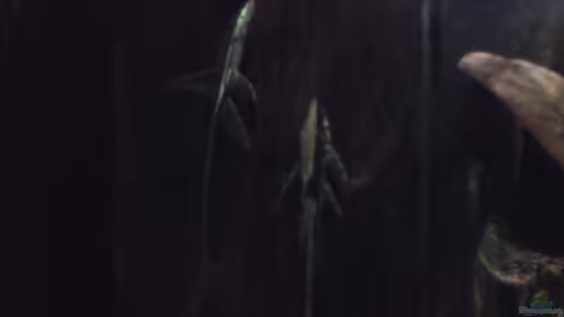 Besatz im Aquarium Rio 300 von Chris84 (6)