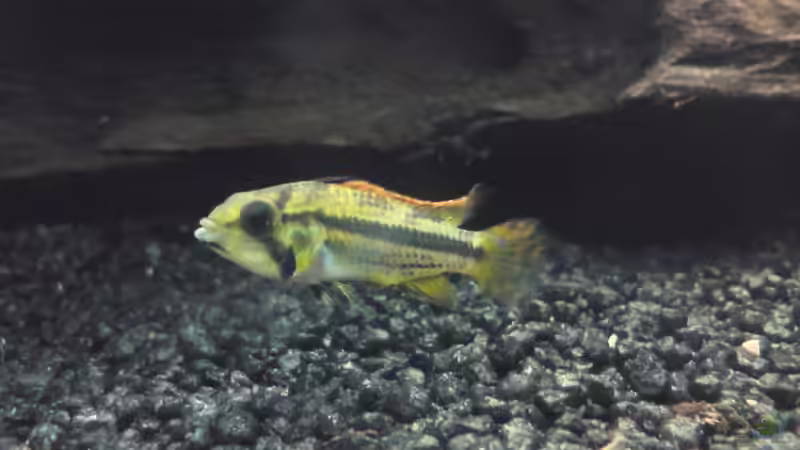 Besatz im Aquarium Rio 300 von Chris84 (7)