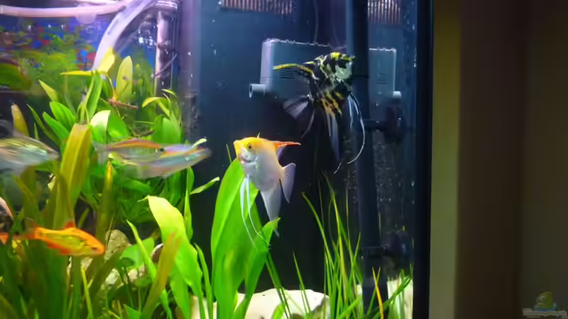 Besatz im Aquarium Rio 300 von Chris84 (9)