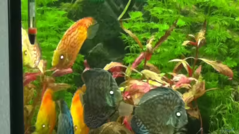 Besatz im Aquarium RIO 300 von Stefan Hille (2)