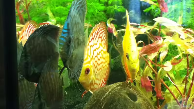 Besatz im Aquarium RIO 300 von Stefan Hille (3)