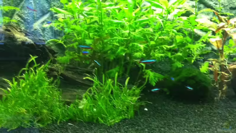 Besatz im Aquarium RIO 300 von Stefan Hille (4)