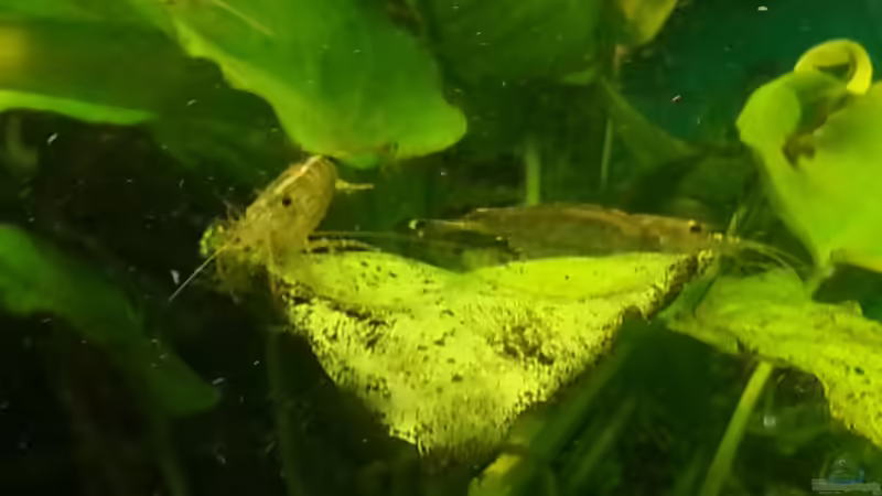 Besatz im Aquarium Rio 400 (existiert nicht mehr) von Zohan (19)