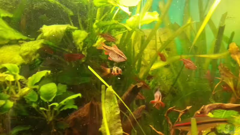 Besatz im Aquarium Rio 400 (existiert nicht mehr) von Zohan (20)