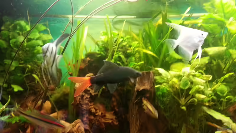 Besatz im Aquarium Rio 400 (existiert nicht mehr) von Zohan (23)