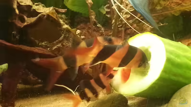 Besatz im Aquarium Rio 400 (existiert nicht mehr) von Zohan (27)