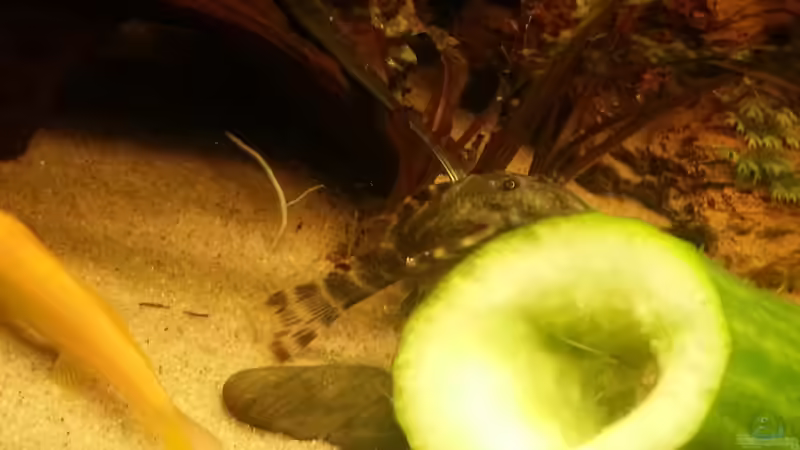 Besatz im Aquarium Rio 400 (existiert nicht mehr) von Zohan (28)