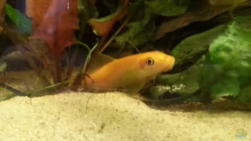 Besatz im Aquarium Rio 400 (existiert nicht mehr) von Zohan (29)