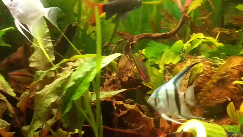 Besatz im Aquarium Rio 400 (existiert nicht mehr) von Zohan (31)