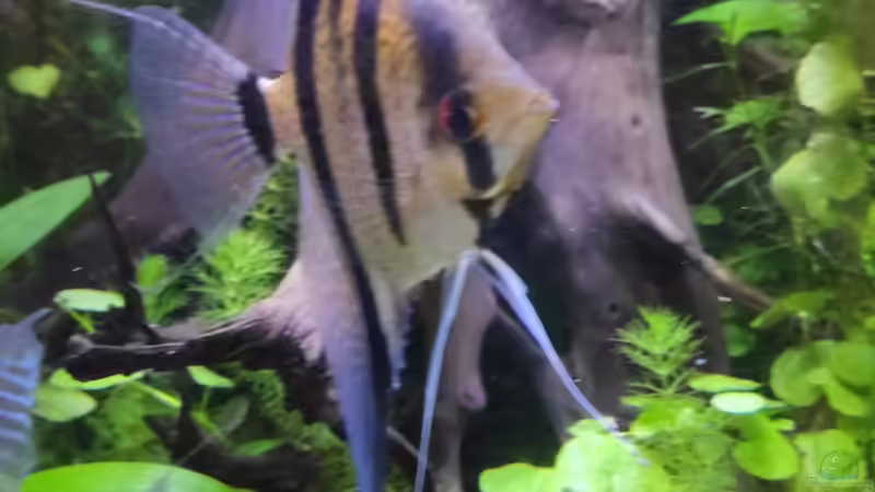 Besatz im Aquarium Rio Essequibo x Rio Xingu (1) (Geschichte) von Max Wolf (16)