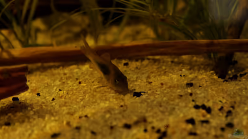 Besatz im Aquarium Rio Formoso von die Perle... (37)