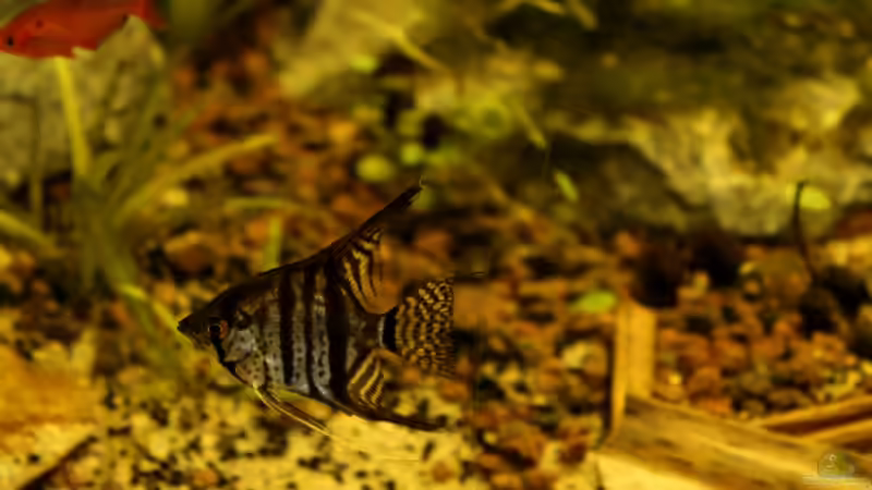 Besatz im Aquarium Rio Formoso von die Perle... (39)