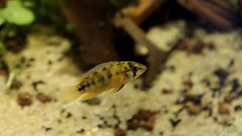 Besatz im Aquarium Rio Formoso von die Perle... (40)