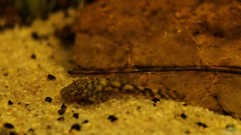 Besatz im Aquarium Rio Formoso von die Perle... (42)