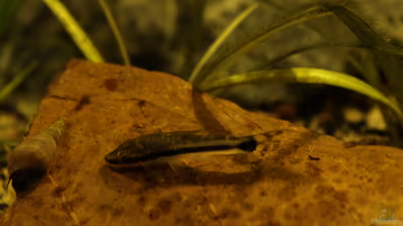 Besatz im Aquarium Rio Formoso von die Perle... (43)