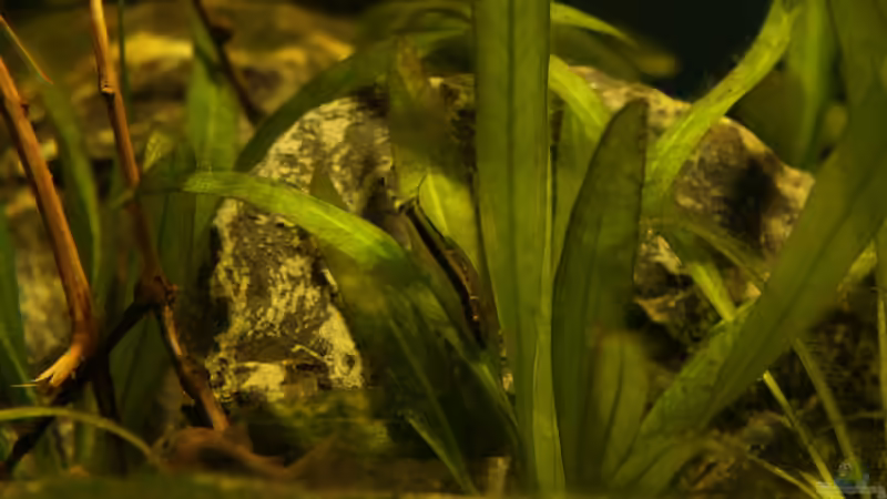 Besatz im Aquarium Rio Formoso von die Perle... (44)