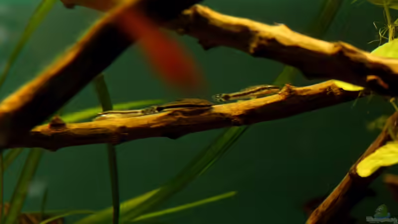 Besatz im Aquarium Rio Formoso von die Perle... (45)