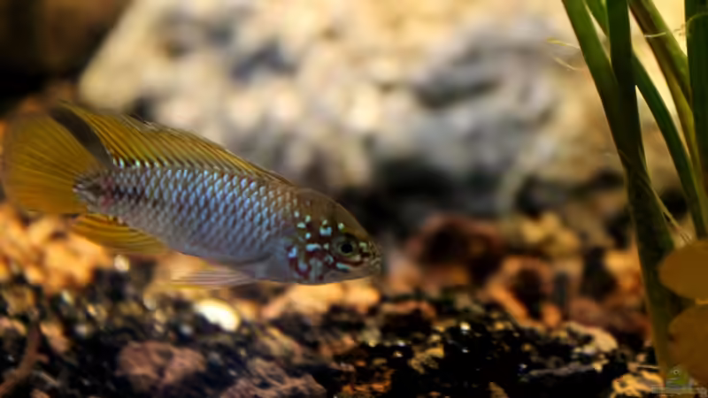 Besatz im Aquarium Rio Formoso von die Perle... (47)