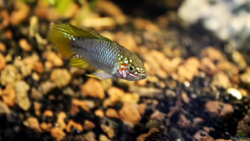 Besatz im Aquarium Rio Formoso von die Perle... (48)