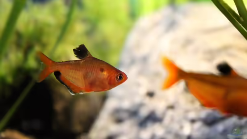 Besatz im Aquarium Rio Formoso von die Perle... (53)