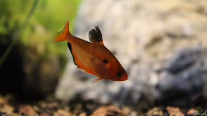 Besatz im Aquarium Rio Formoso von die Perle... (54)