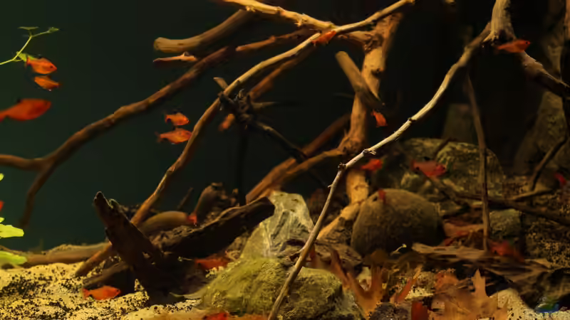 Besatz im Aquarium Rio Formoso von die Perle... (55)