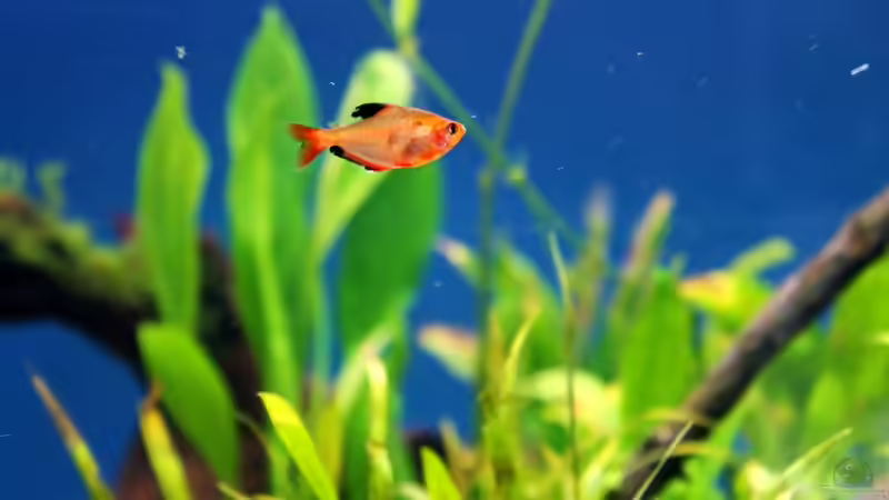 Besatz im Aquarium Rio Formoso von die Perle... (56)