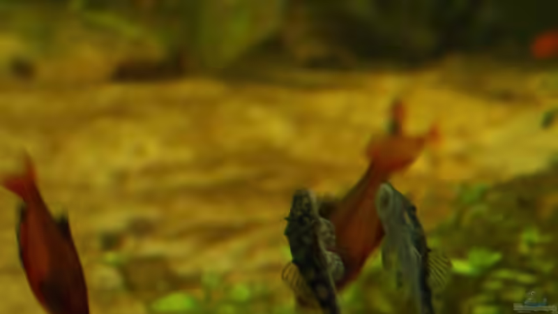 Besatz im Aquarium Rio Formoso von die Perle... (59)