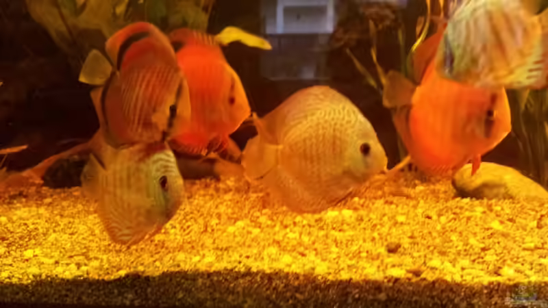 Besatz im Aquarium Río Marañón von Steven Schneider (11)