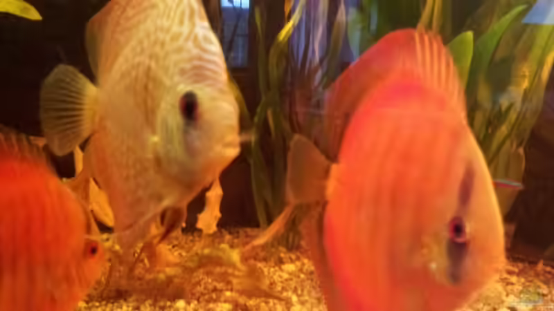 Besatz im Aquarium Río Marañón von Steven Schneider (13)