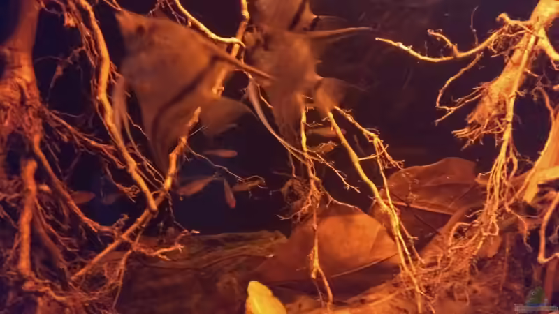Besatz im Aquarium Rio Negro - aufgelöst - nur noch als Beispiel von pacho (19)