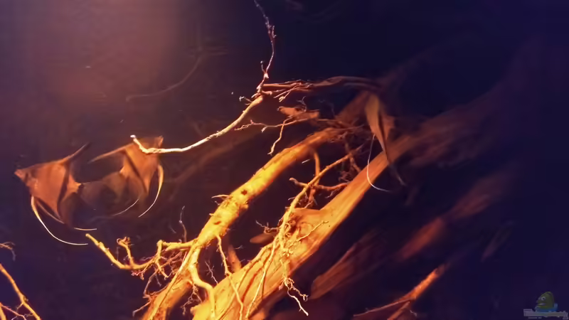 Besatz im Aquarium Rio Negro - aufgelöst - nur noch als Beispiel von pacho (20)