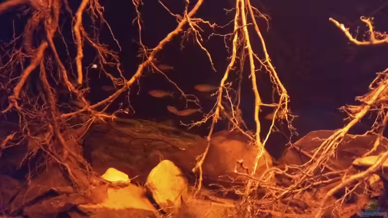 Besatz im Aquarium Rio Negro - aufgelöst - nur noch als Beispiel von pacho (21)